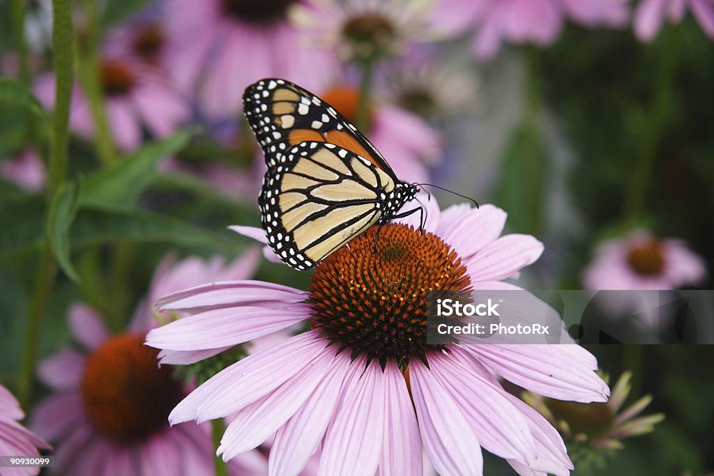 Monarch Butterfly on Purple Coneflower  Butterfly - Insect Stock Photo