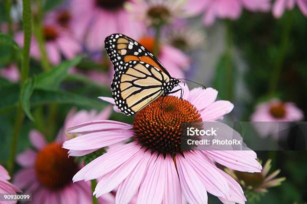 Monarch Butterfly On Purple Coneflower Stock Photo - Download Image Now - Butterfly - Insect, Coneflower, Monarch Butterfly