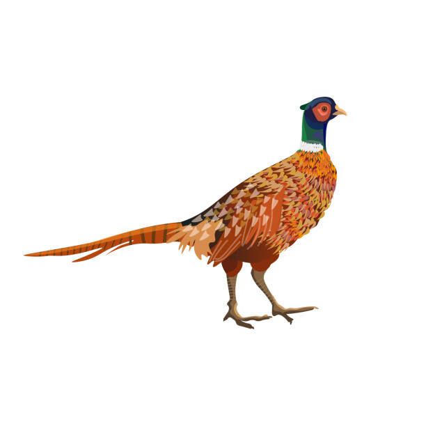 ilustraciones, imágenes clip art, dibujos animados e iconos de stock de vector de faisán común - pheasant hunting feather game shooting