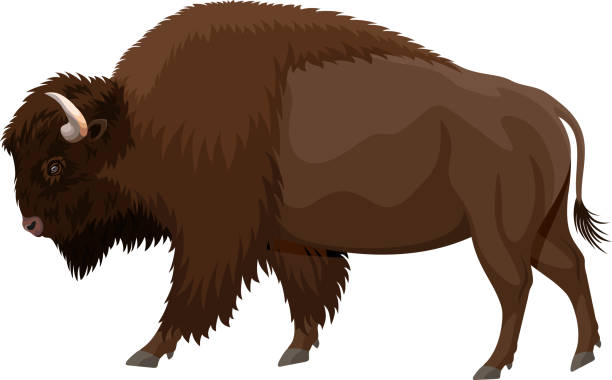 illustrazioni stock, clip art, cartoni animati e icone di tendenza di vettore marrone zubr bisonte di bufalo - american bison