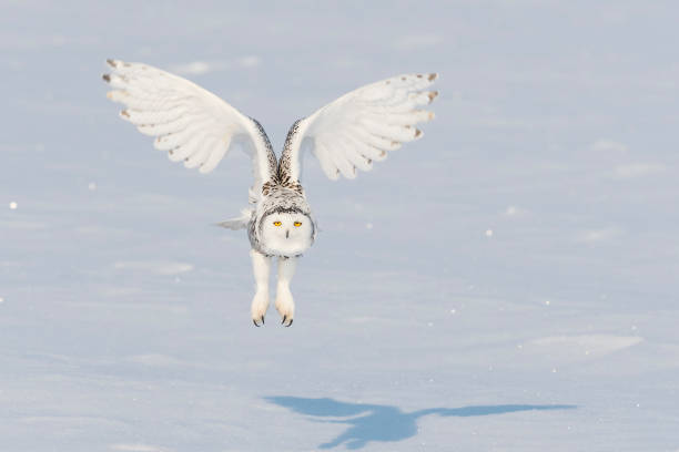 istock Snowy owl, bubo scandiacus, bird in flight 909306476