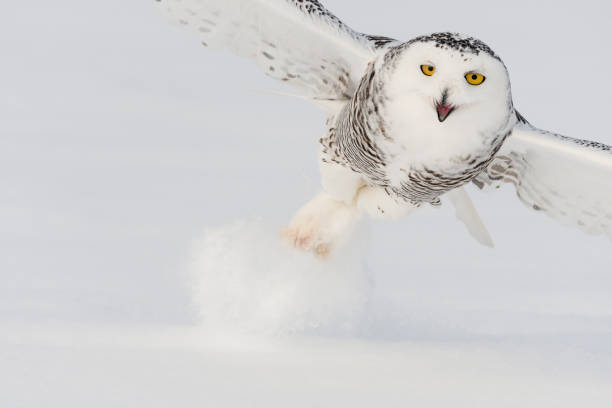 istock Snowy owl, bubo scandiacus, bird in flight 909306532
