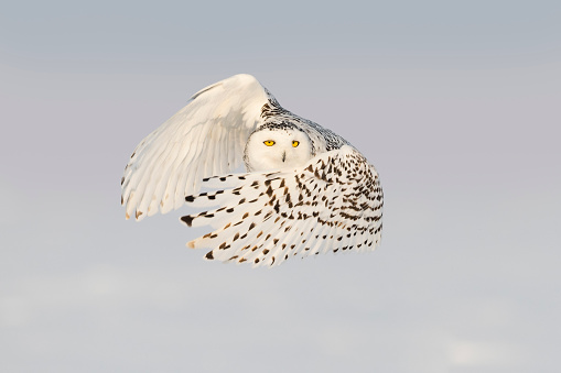 Close-up of snowy owl in action and looking at camera. Spread wings. Quebec's official bird.