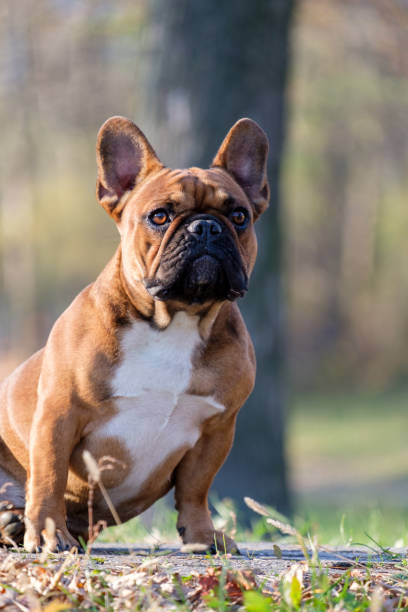 istock The cute French Bulldog 909306842