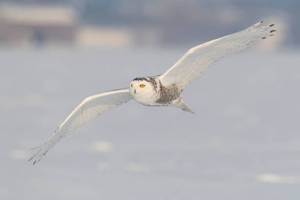 istock Snowy owl, bubo scandiacus, bird in flight 909307048