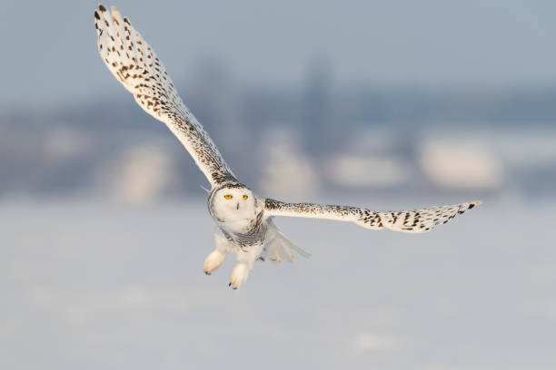 istock Snowy owl, bubo scandiacus, bird in flight 909307246