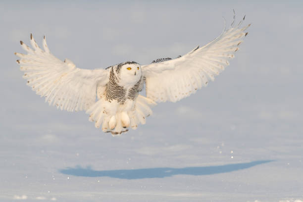 istock Snowy owl, bubo scandiacus, bird in flight 909307374