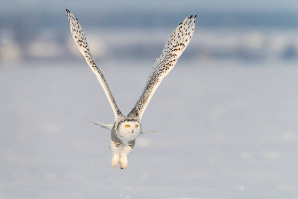 istock Snowy owl, bubo scandiacus, bird in flight 909307392