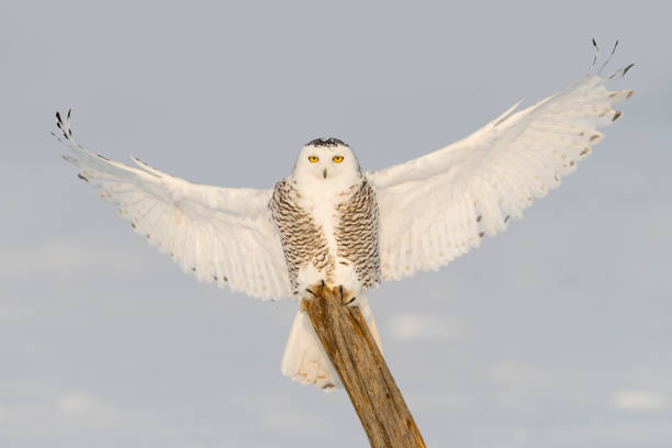 istock Snowy owl, bubo scandiacus, bird in flight landing on pole 909307400