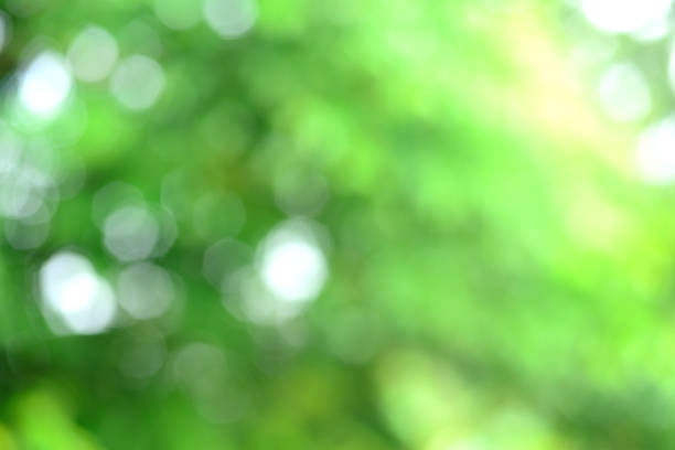 istock Green bokeh on nature art abstract. 909309562