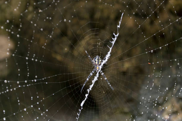istock Big spider in Togian island forest 909311214
