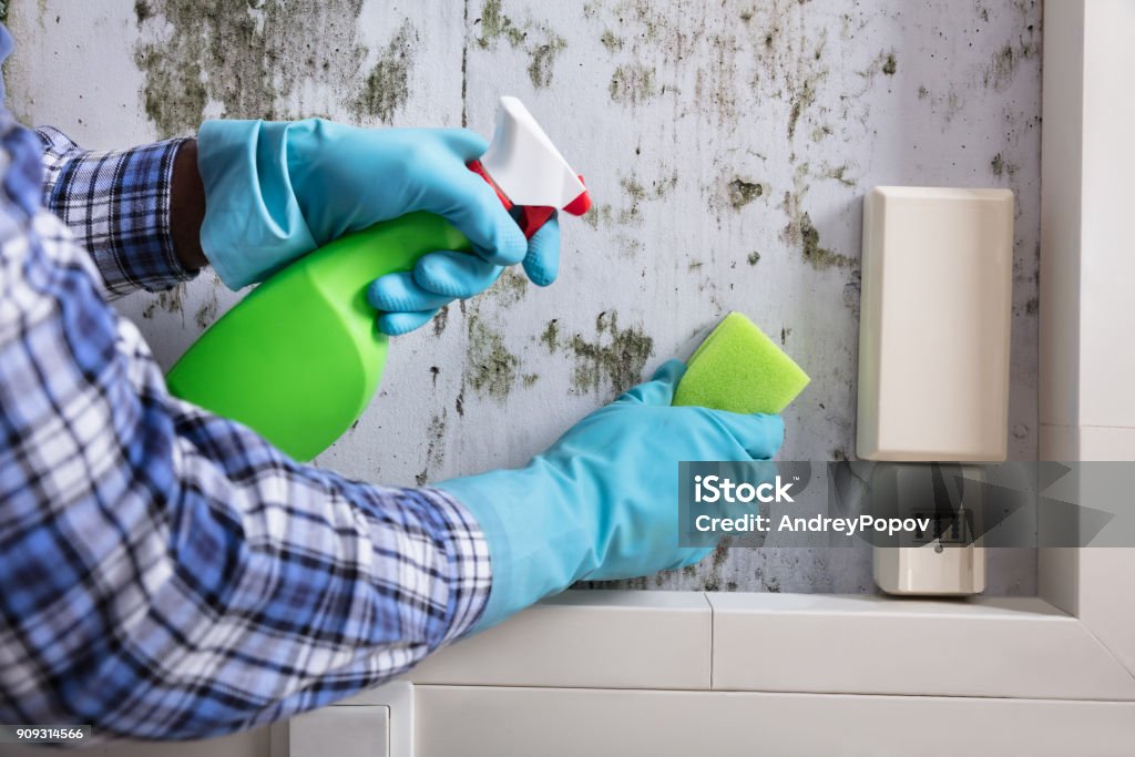 Hand With Glove Cleaning Mold From Wall Housekeeper's Hand With Glove Cleaning Mold From Wall With Sponge And Spray Bottle Fungal Mold Stock Photo
