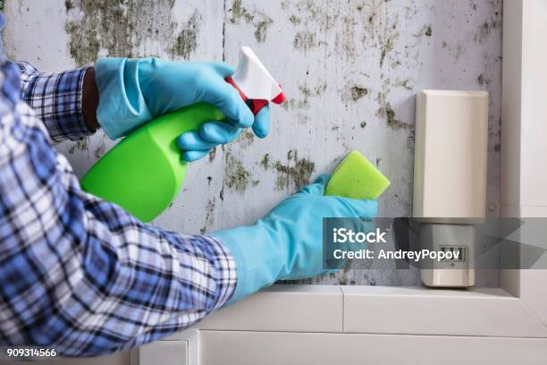 Hand With Glove Cleaning Mold From Wall Stock Photo - Download Image Now - Fungal Mold, Cleaning, Apartment