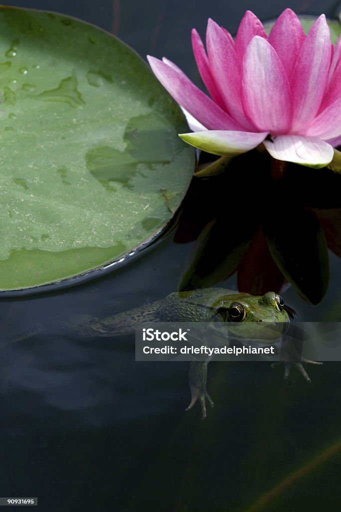 frog in pond  Animal Stock Photo