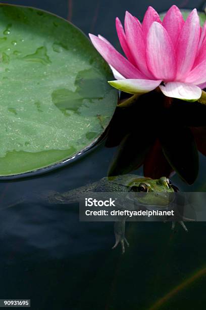 Frog In Pond Stock Photo - Download Image Now - Animal, Aquatic Organism, Botany