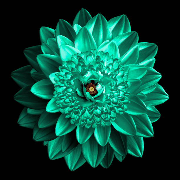 istock Surrealistic fantasy turquoise flower macro isolated on black 909318310