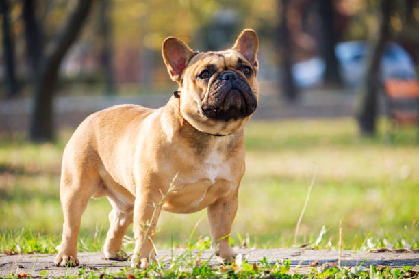 istock The cute French Bulldog 909323844