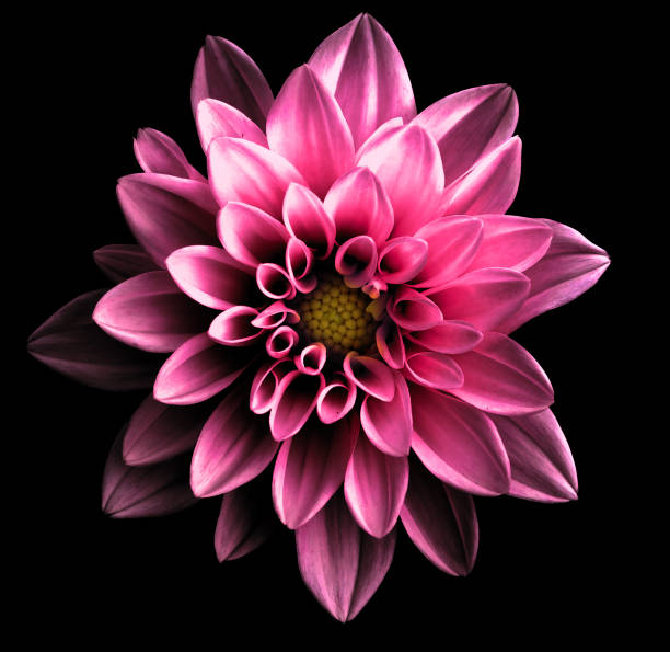 istock Surreal dark chrome pink flower dahlia macro isolated on black 909323940