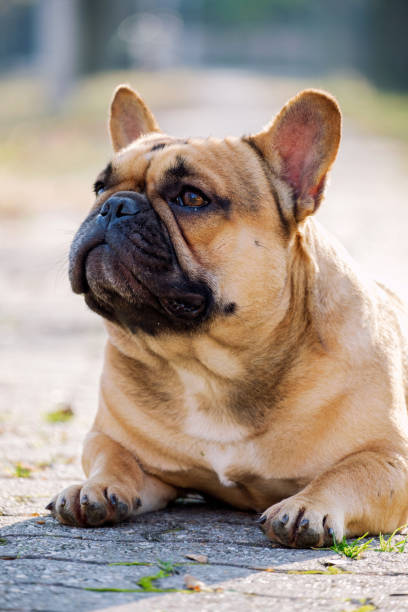istock The cute French Bulldog 909324722