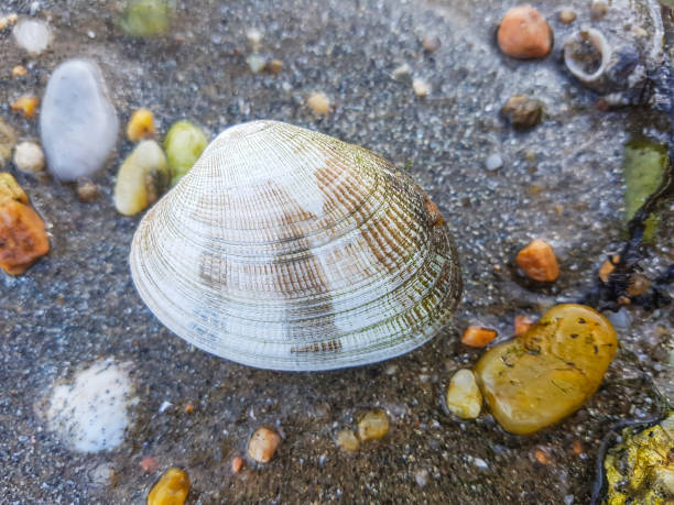 feine muschel oder gitterschnitt teppich-shell - cockle nature outdoors horizontal stock-fotos und bilder