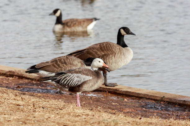 istock A Blue Morph Snow Goose Next To Canada Geese 909325264