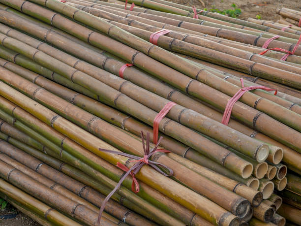 istock Stems of bamboo trees 909325612