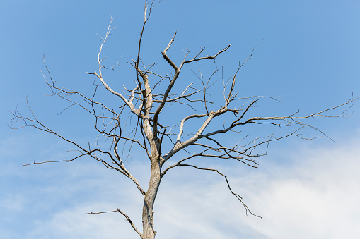 An old stark dead tree against the background of a blue sky and white clouds.