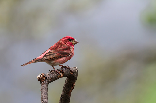 A bright red male Purple Finch waiting for his turn at the feeding station.