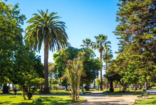 Plaza Colombia in Vina del Mar, Chile Trees on Plaza Colombia in Vina del Mar, Chile vina del mar chile stock pictures, royalty-free photos & images