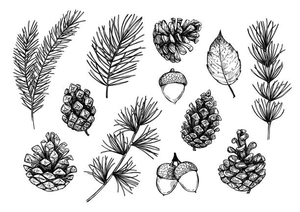 Hand drawn vector illustrations - Forest Autumn collection. Spruce branches, acorns, pine cones, fall leaves. Design elements for invitations, greeting cards, quotes, blogs, posters, prints Hand drawn vector illustrations - Forest Autumn collection. Spruce branches, acorns, pine cones, fall leaves. Design elements for invitations, greeting cards, quotes, blogs, posters, prints evergreen plant stock illustrations