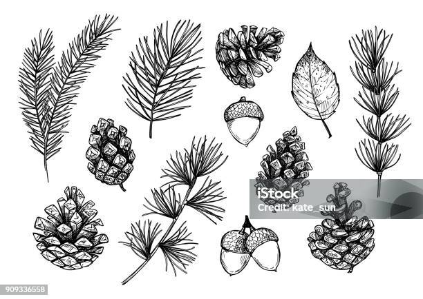 Hand Drawn Vector Illustrations Forest Autumn Collection Spruce Branches Acorns Pine Cones Fall Leaves Design Elements For Invitations Greeting Cards Quotes Blogs Posters Prints Stock Illustration - Download Image Now