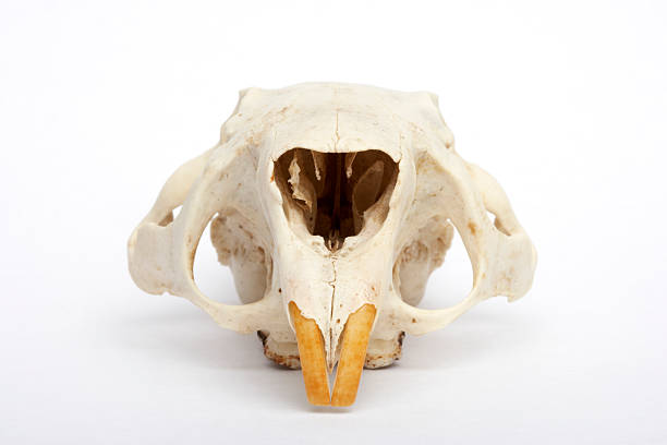 porcupine skull - 動物頭骨 個照片及圖片檔