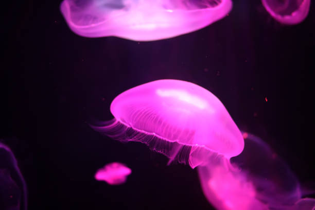 istock Multicolored jellyfish swim under water 909342614