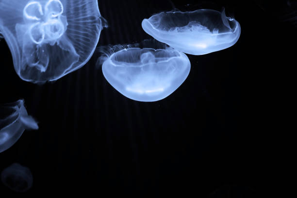 istock Blue jellyfish swim under water 909342632