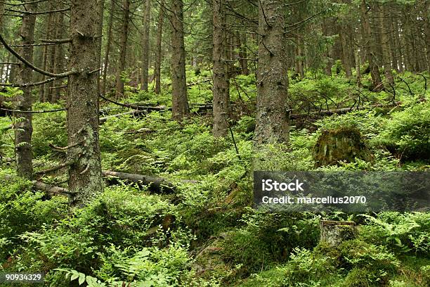 Floresta - Fotografias de stock e mais imagens de Abeto - Abeto, Ao Ar Livre, Caule de planta