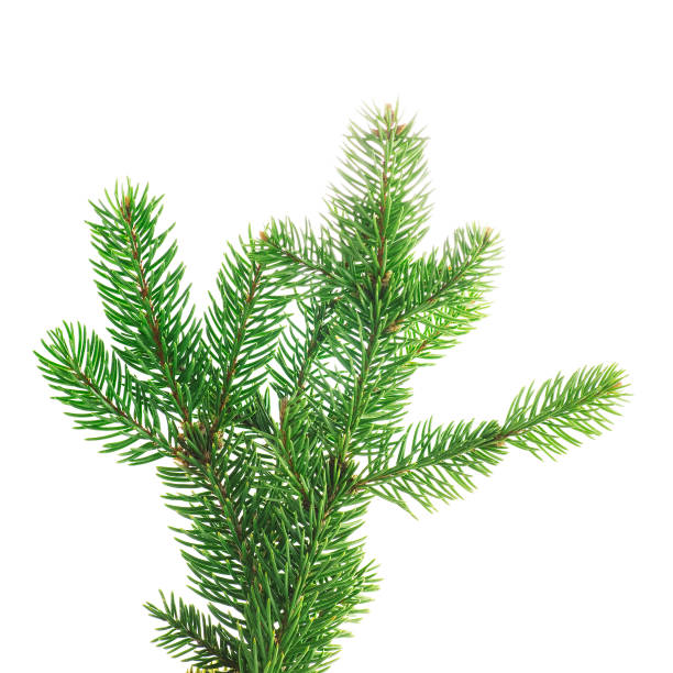 istock twig of fir 909343646