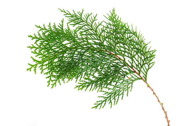 istock twig of cypress 909343664