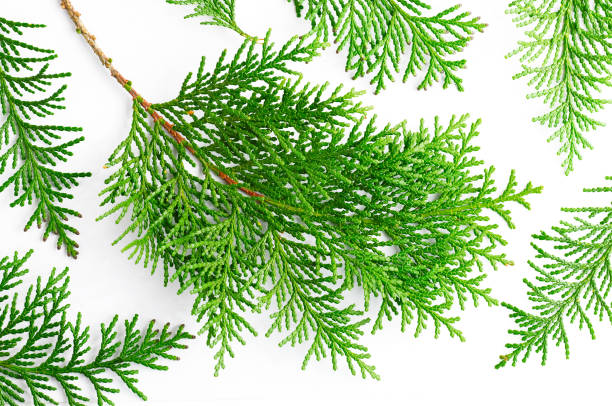 istock twig of cypress 909343672