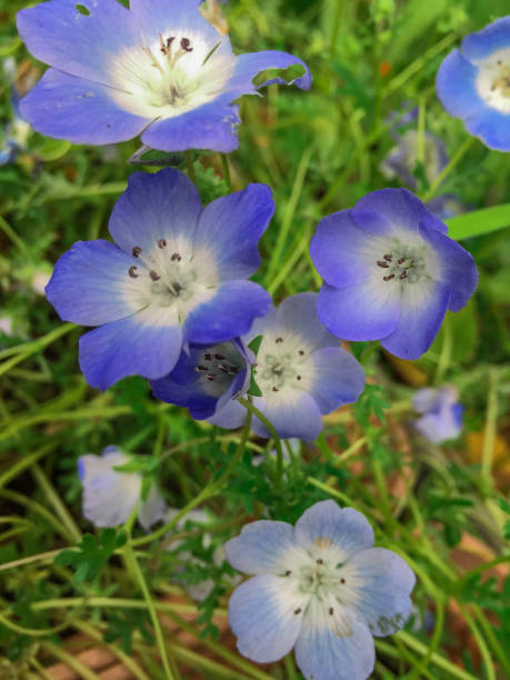 istock Nemophila-Baby Blue Eyes 909343792
