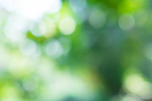 istock bokeh abstract green nature background selective focus 909346578