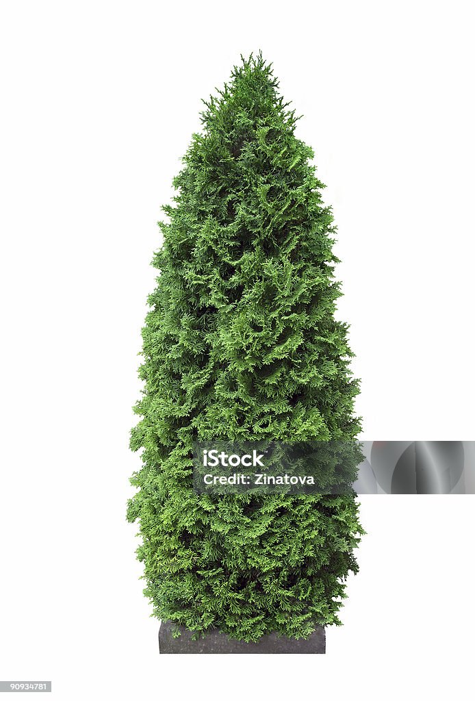 Cypress - Foto de stock de Arbusto royalty-free