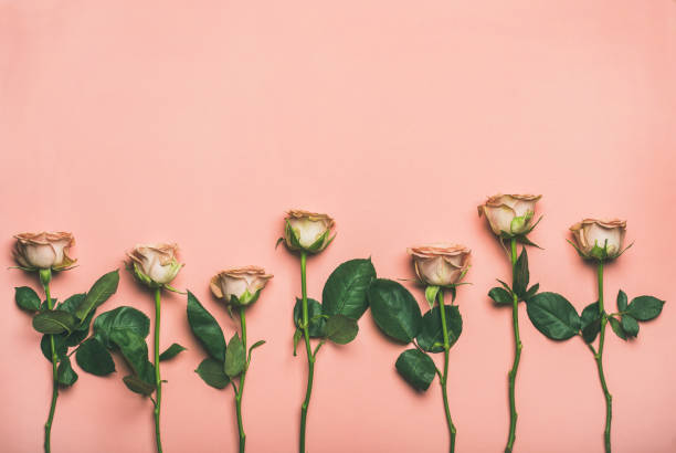 istock Flat-lay of roses over light pink background, copy space 909350974