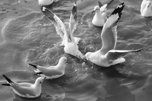 istock Seagulls flying over sea at sunset sky 909357310
