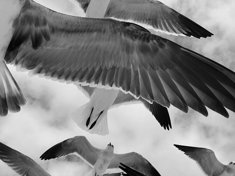 Flock of Seagulls Flying in Black and White Sky