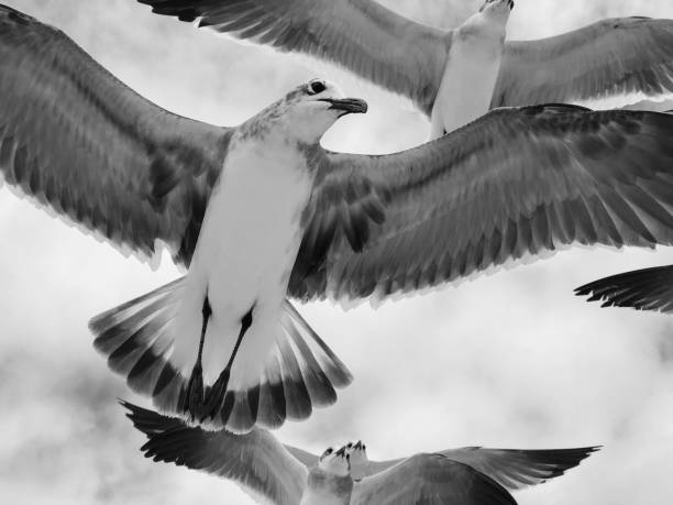 istock Flock of Seagulls Flying in Black and White Sky 909357588
