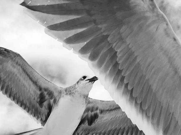 istock Seagulls Flying in Close-Up Black and White 909357594
