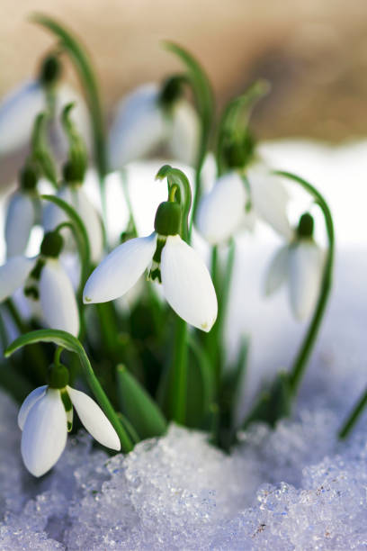 istock A bunch of snowdrops in the snow. 909361148