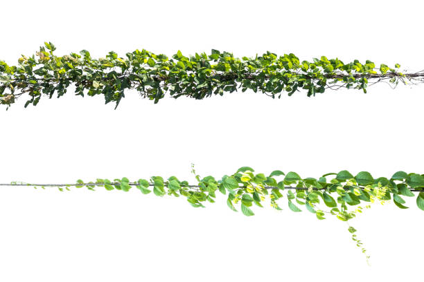 istock green leaf  Ivy plant with wire electric isolate on white background 909363648