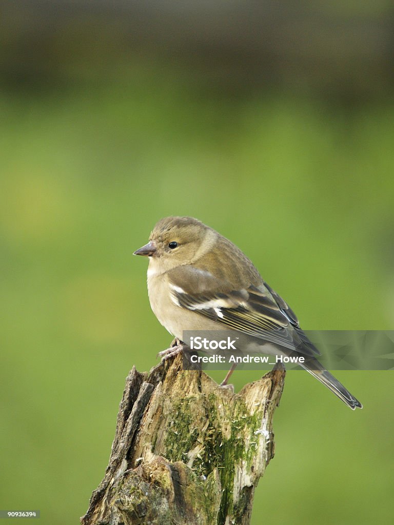 Chaffinch (Fringilla coelebs)  Animal Wildlife Stock Photo