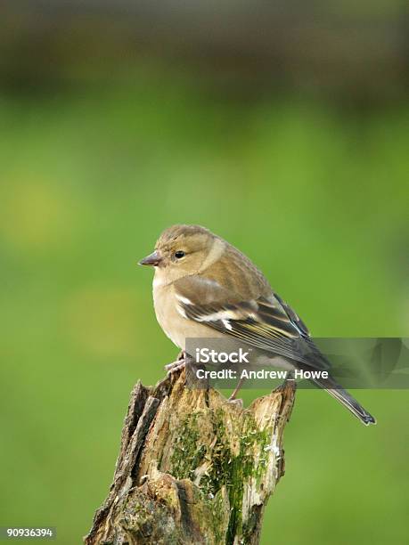Chaffinch Stock Photo - Download Image Now - Animal Wildlife, Beauty In Nature, Bird